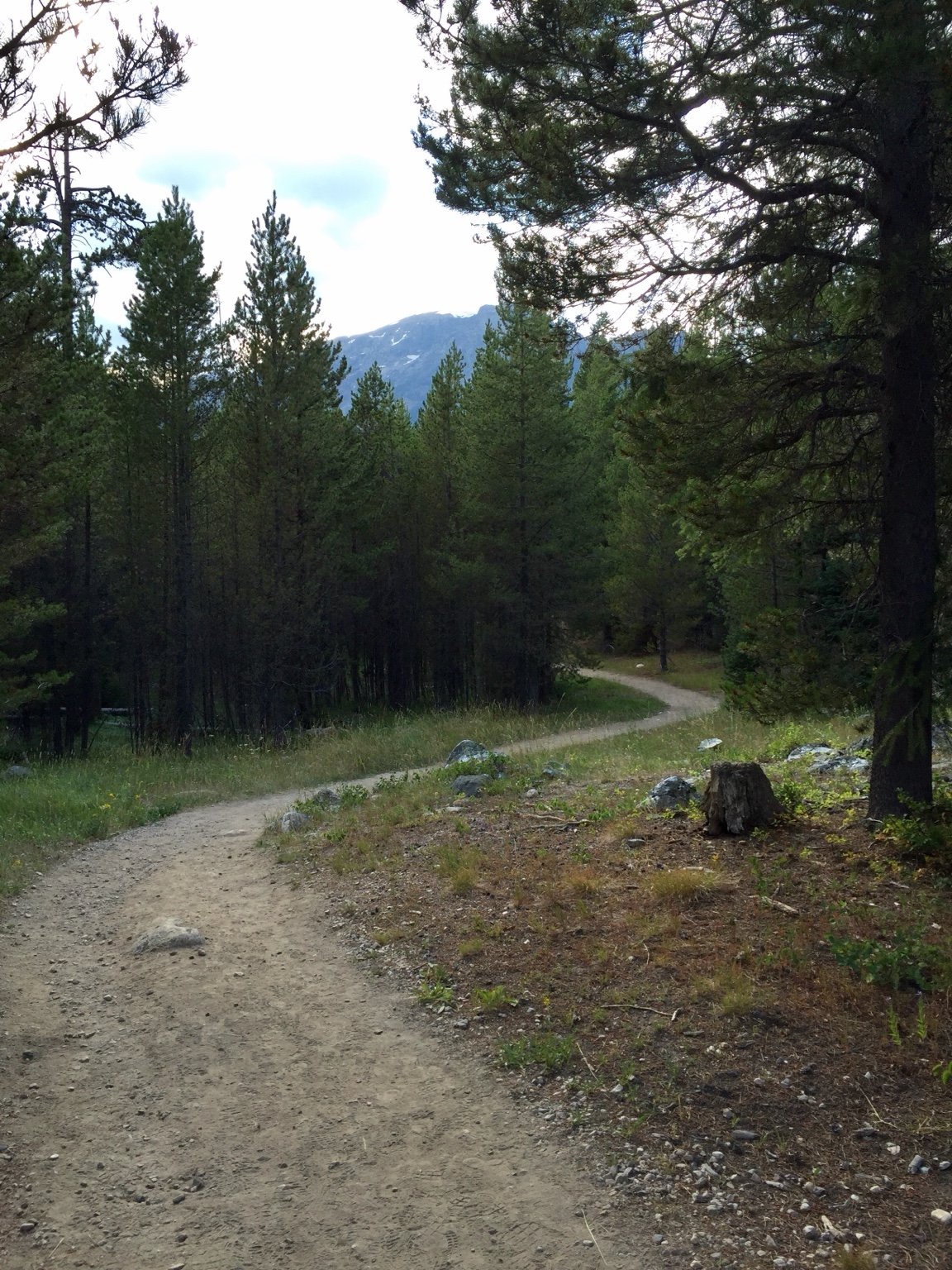 Winding forest trail surrounded by trees.